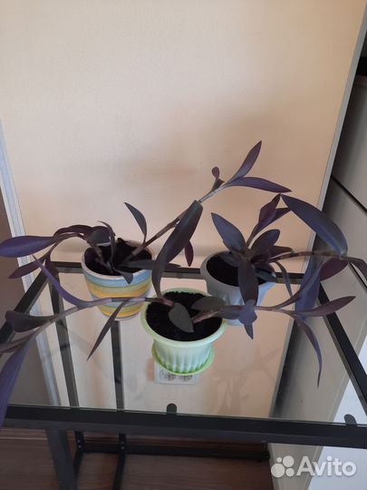 Комнатные цветы