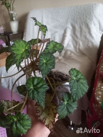 Бегония,спатифиллум,синадениум