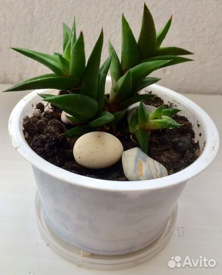 Хавортия извилистая, суккулент