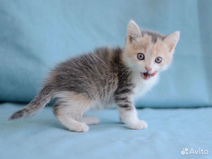 Котята девочки 2,5 месяца