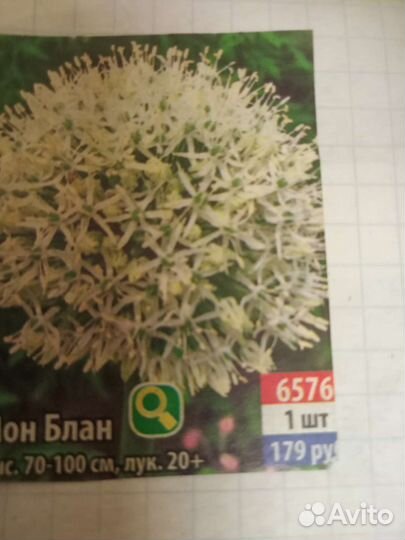 Лук декоративный