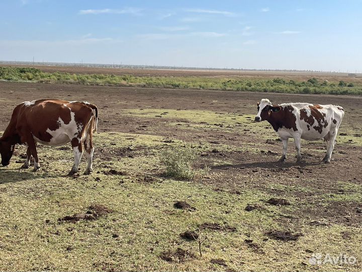 Айширская корова