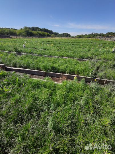 Сеянцы сосны зкс оптом