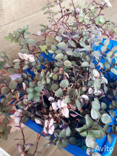 Каллизия Пинк леди, Бьянка, Грин