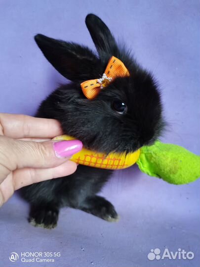 Карликовые кролики