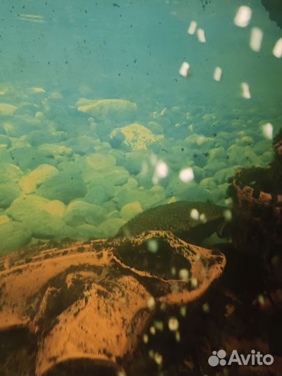 Аквариумные рыбки сомики