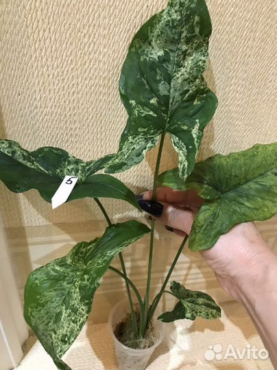 Сингониум Моттлед Мохито