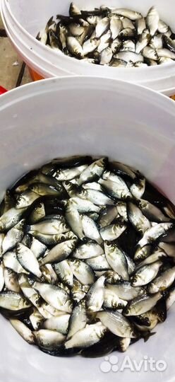 Карась живец