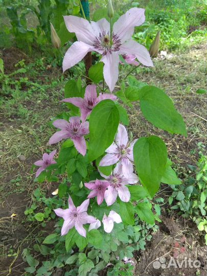 Клематисы