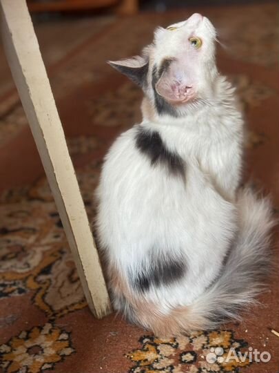 Отдам кошку в добрые руки бесплатно