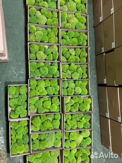 Стабилизированный мох ягель, кочка, пластовой