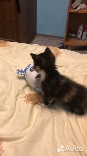 Отдам кошечку в добрые руки