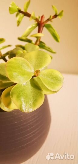 Портулакария вариегатная