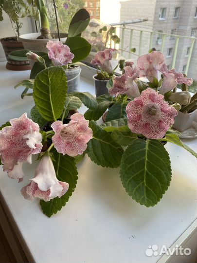 Глоксиния Тигровая