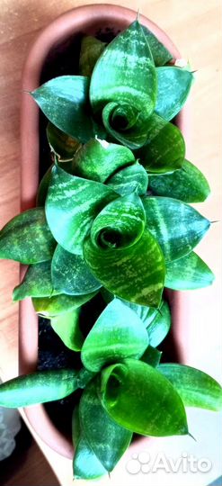 Сансевиерия