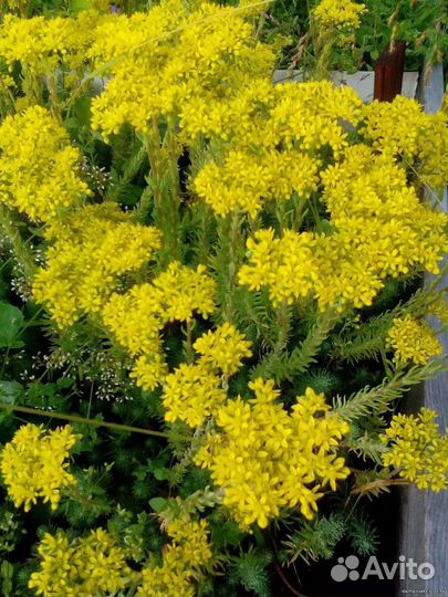 Многолетние цветы. Почвопокровники