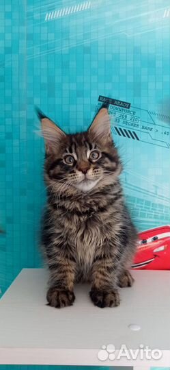 Котята мейн-кун