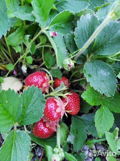 Саженцы клубники (садовой земляники)