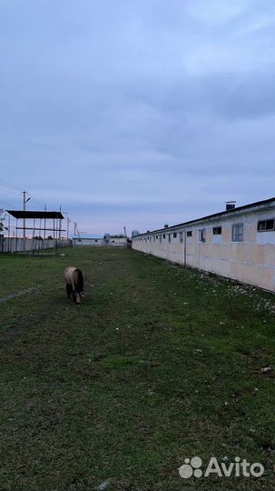 Ферма в собственности