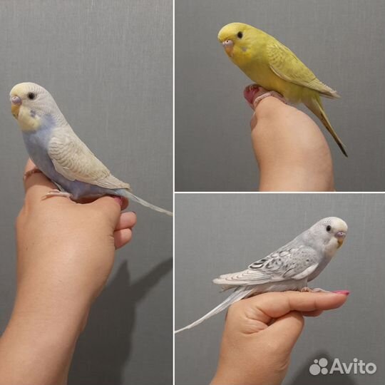 Волнистые попугаи