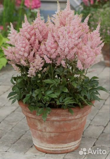 Флоксы, хоста, гипсофила, астильба