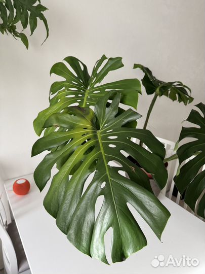 Монстера крупная
