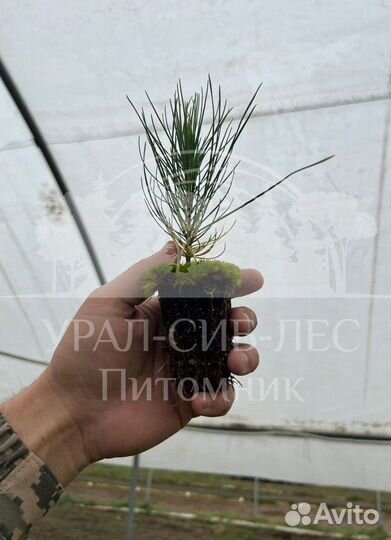 Сеянцы на лесовосстановление Ель Голубая зкс