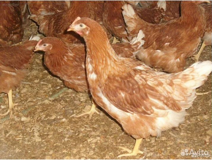 Куры молодки несушки ломан браун, Легорнн 5,5м