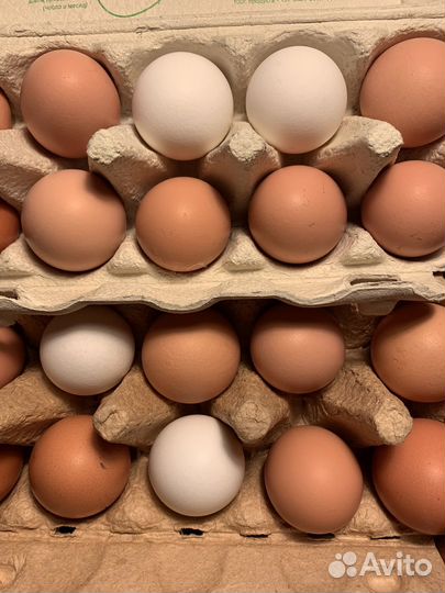 Яйцо куринное домашнее