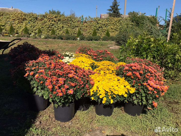 Хризантема шаровидная мультифлора