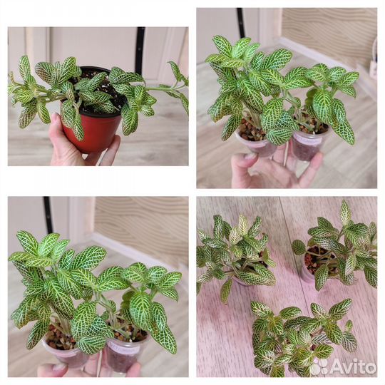 Комнатные цветы.Фиттония