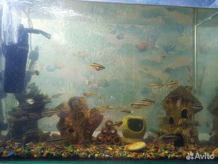 Пельмато хромис крибензис попугайчик)