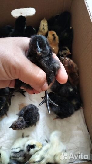 Суточные цыплята цветное яйцо