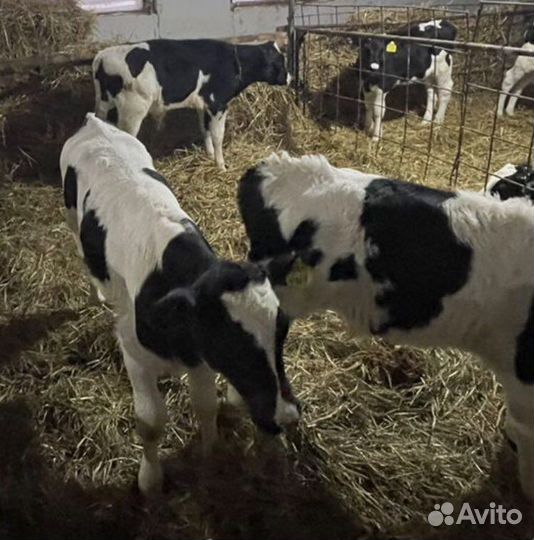 Телята бычки