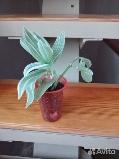 Традесканция