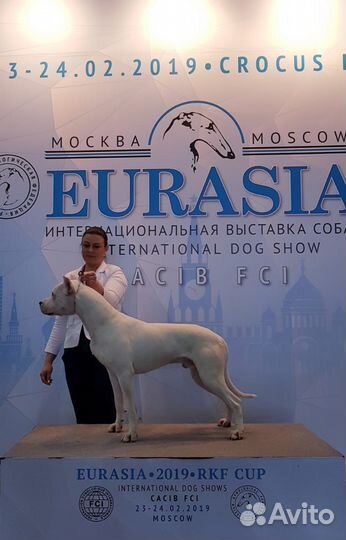 Щенки аргентинского дога