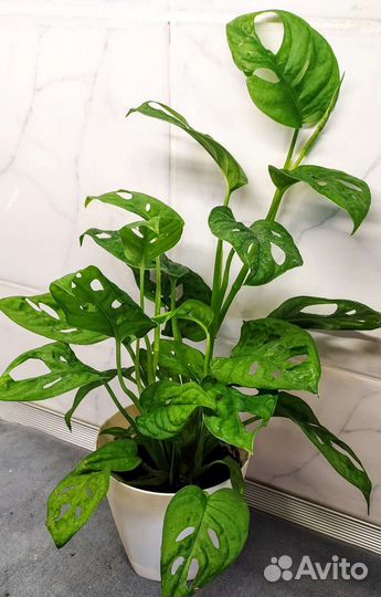 Монстера адансона
