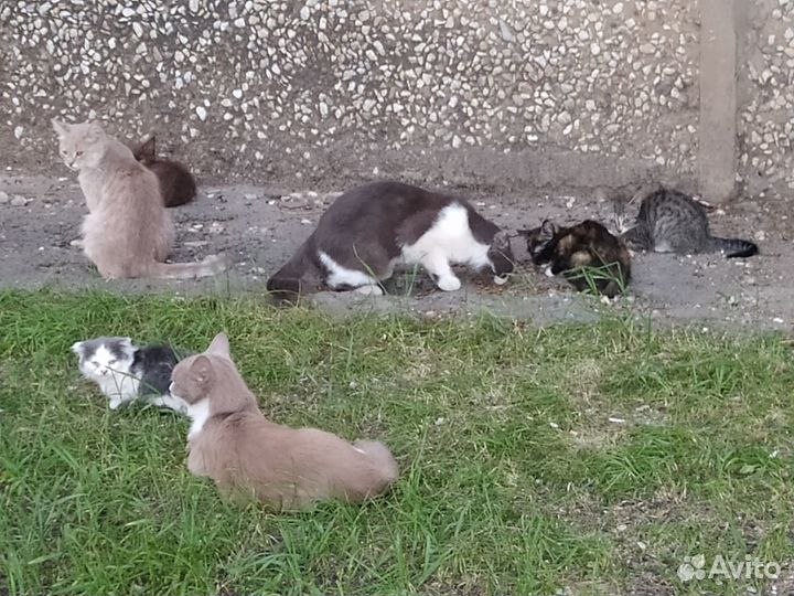 Котятам погибают