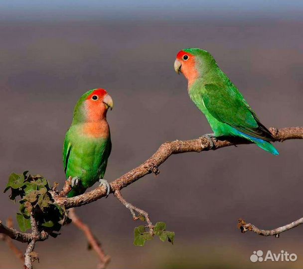 Попугаи неразлучники