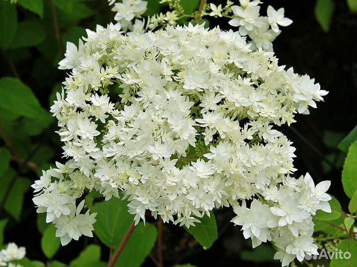 Гортензия сортовые саженцы (зкс)