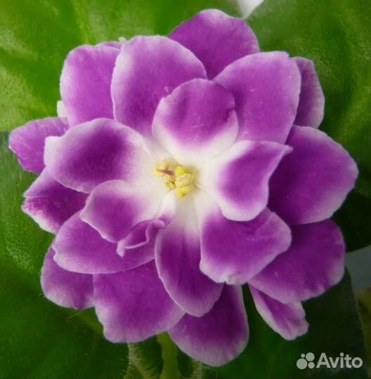 Продам укорененные детки сортовых фиалок 7