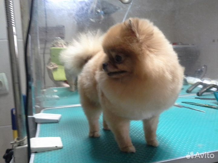 Профессиональная стрижка шпицев