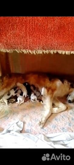 Русская борзая