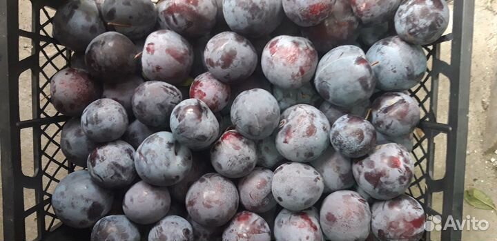 Слива Анжелина