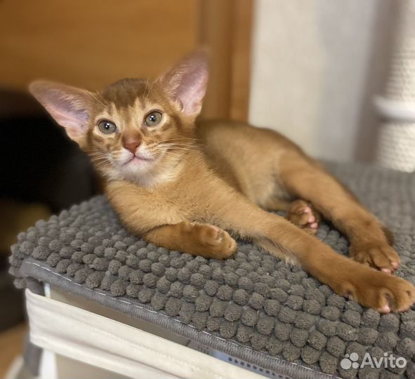 Абиссинские котята
