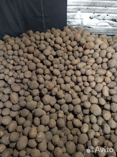 Продам картофель