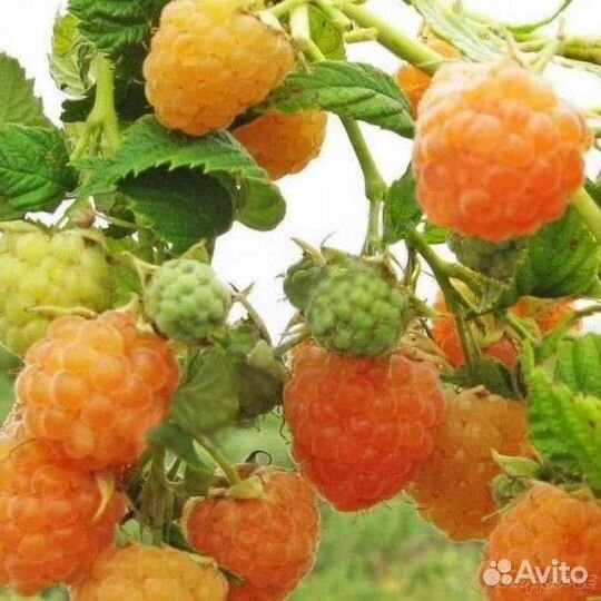 Саженцы малины