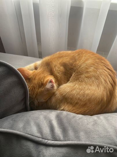 Отдам бесплатно рыжего котенка фокса