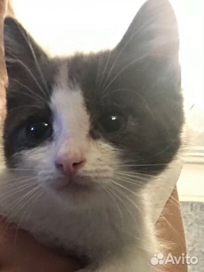 Котята в добрые руки бесплатно, нежные и умные