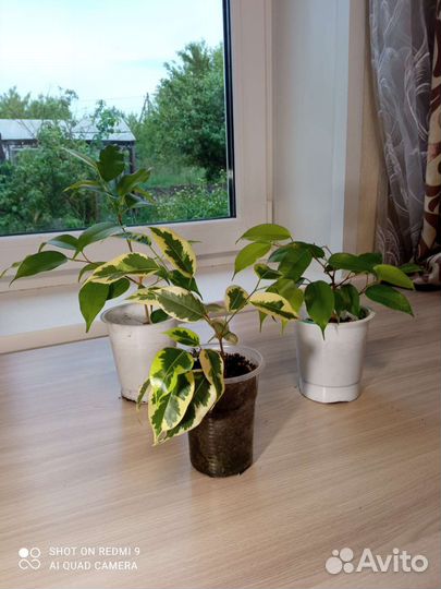 Комнатные цветы